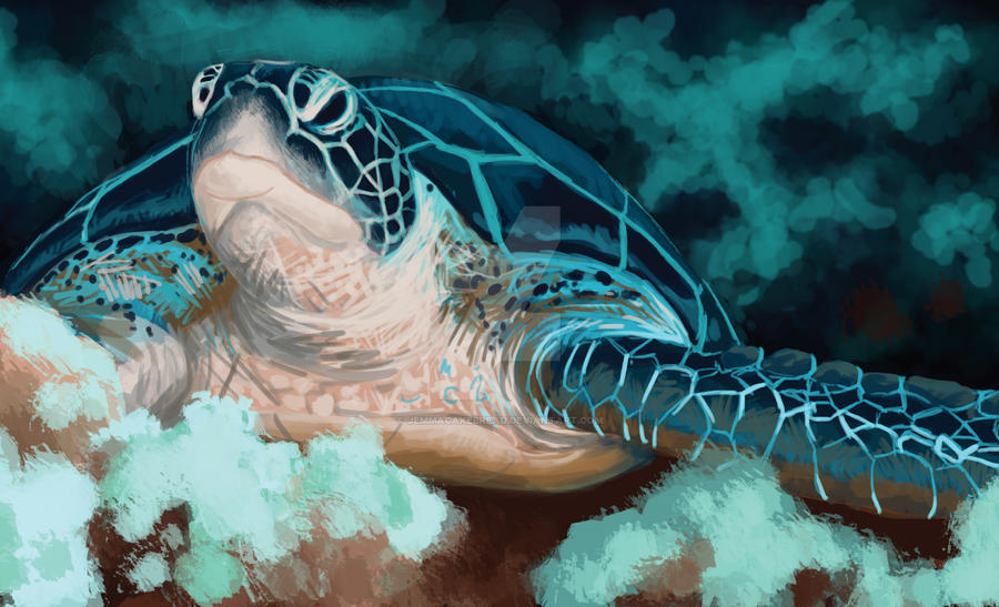 Deviantart Softshell Turtle Sea Turtle by JemmaCakebread on DeviantArt