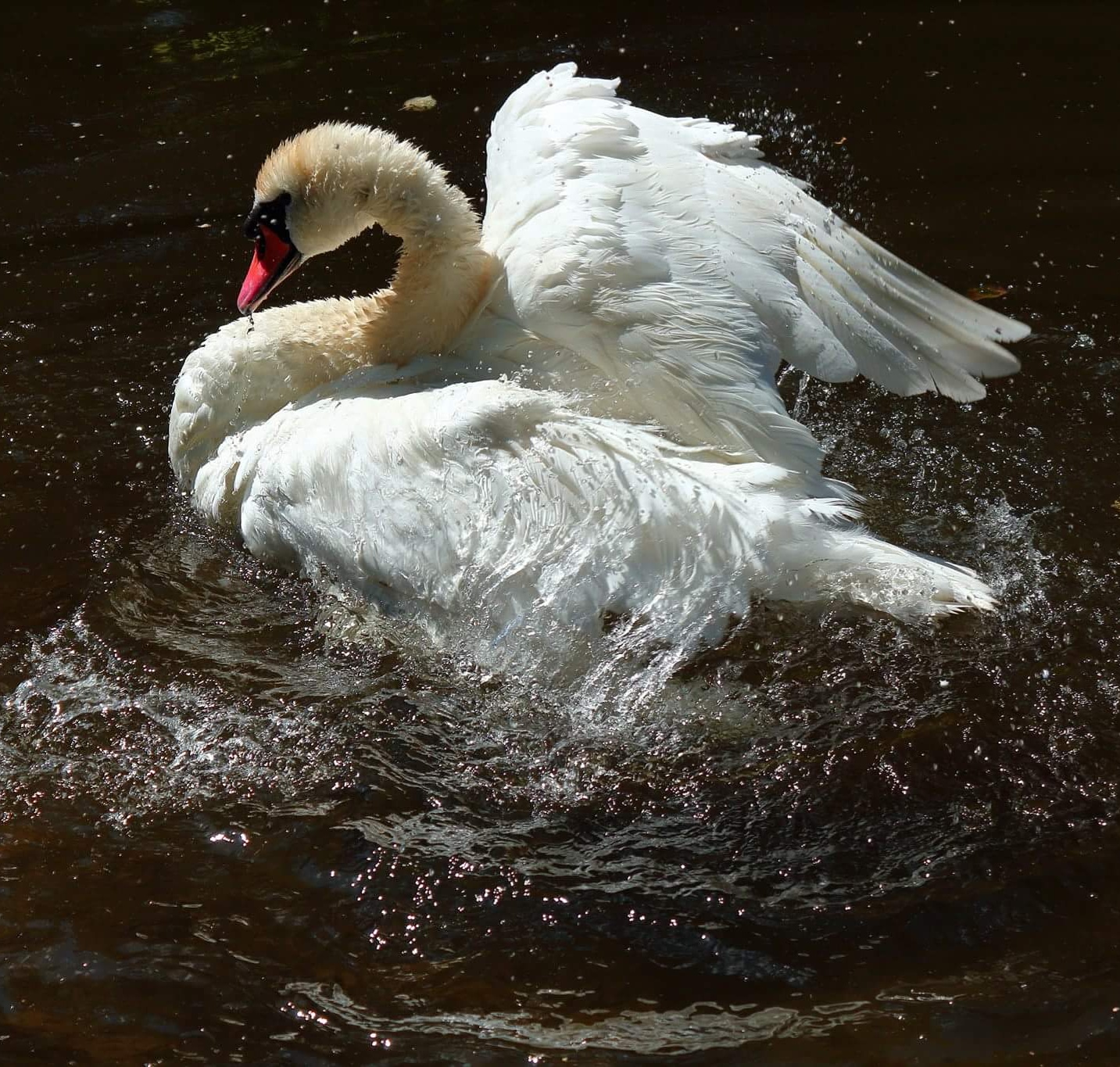 Splashing beauty