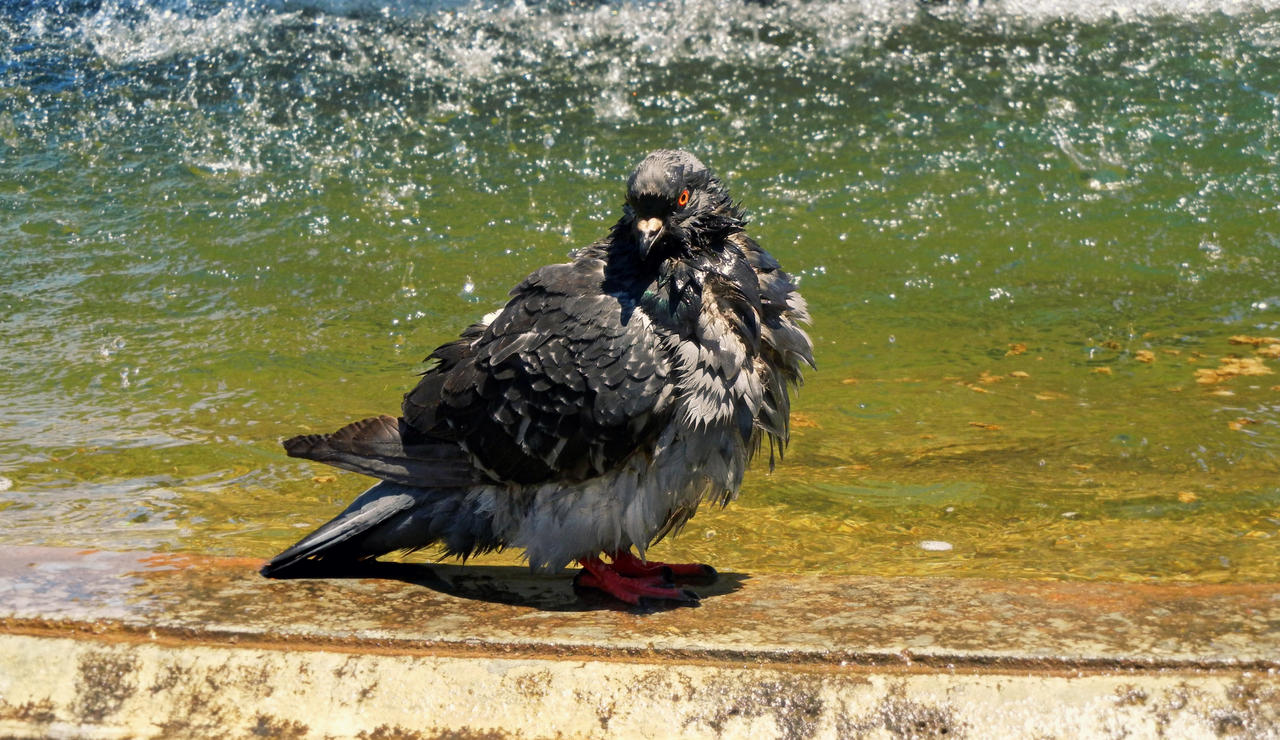 Bathing in the sun