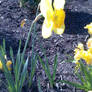 Daffodil Season 4