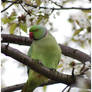 Parrot In tooting Park