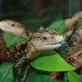 blue tongued skinks