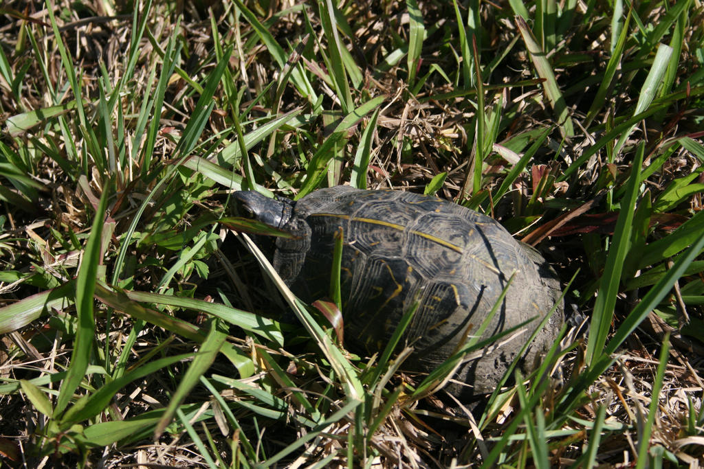 FL Box Turtle by MdngtRain on DeviantArt