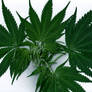 Bi-Nodal Cannabis Indica 01
