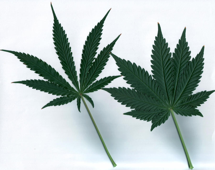 Cannabis Sativa vs Indica Leaves