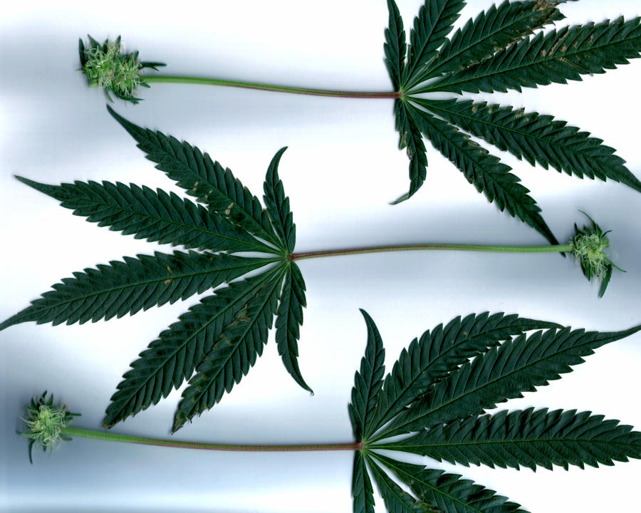 Old Indica Leaves, Young Flowers by transmitdistort on DeviantArt