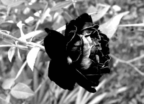 black rose