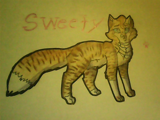 Sweety the kittypet