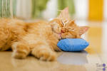 Our lazy cat by tariqphoto