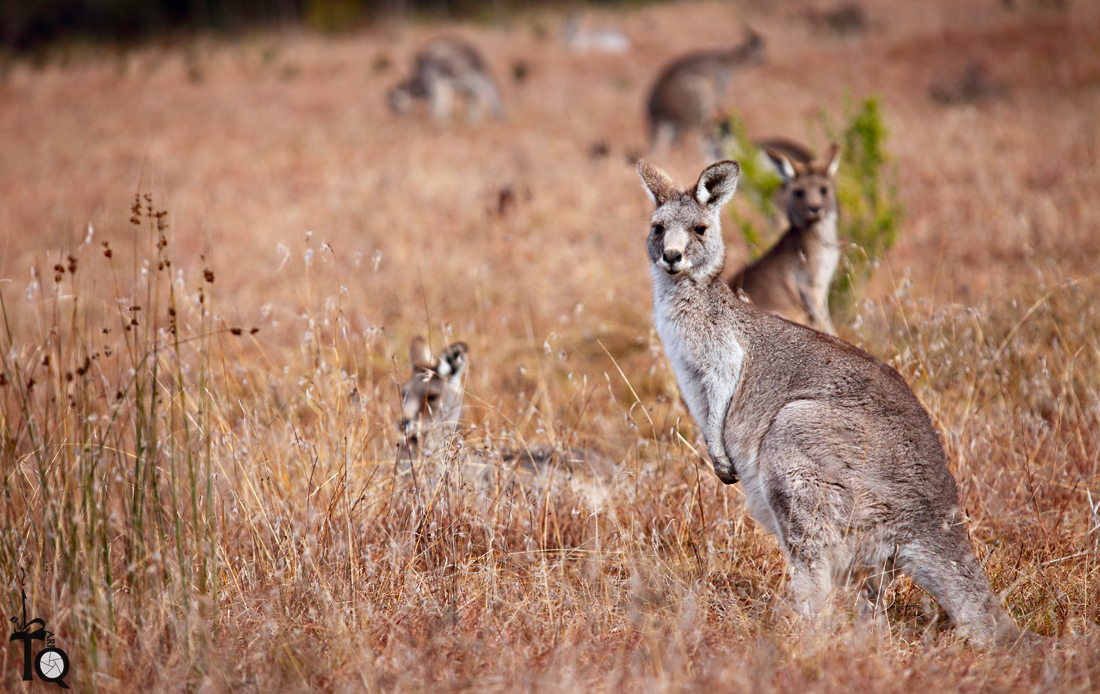 Kangaroo Tribe