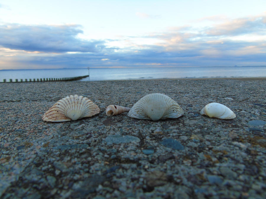 Shells by Shamrock1992 on DeviantArt