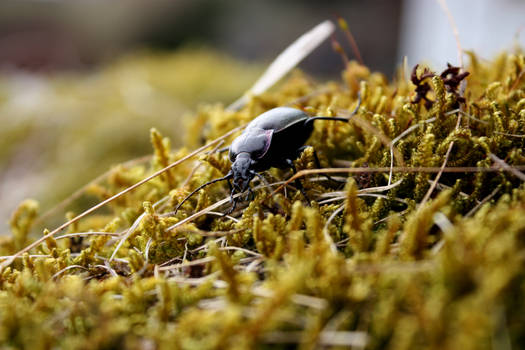 Insect in the Garden