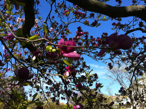 Another Tree, same sky