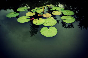 Natural Floating Devices