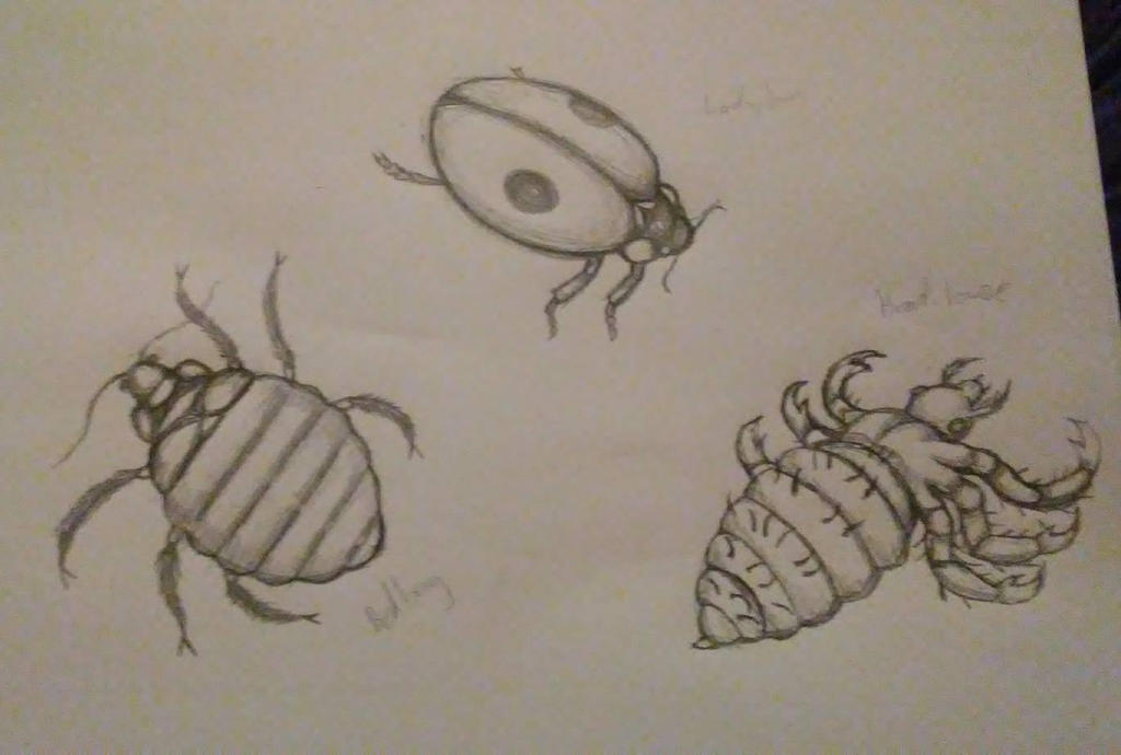 Random Bug Drawing Bug Sketches 2 by LordSupremeAwesome on DeviantArt