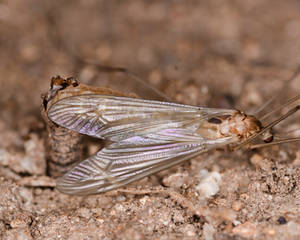 Crane Fly Birthing