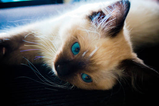 Berlioz Ragdoll Kitten Blue