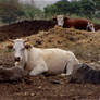 chilling cows