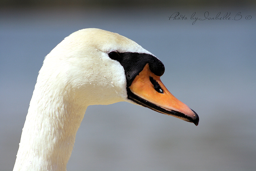 Cygne blanc