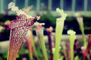 Carnivorous Plants