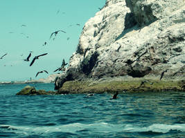 Birds and water