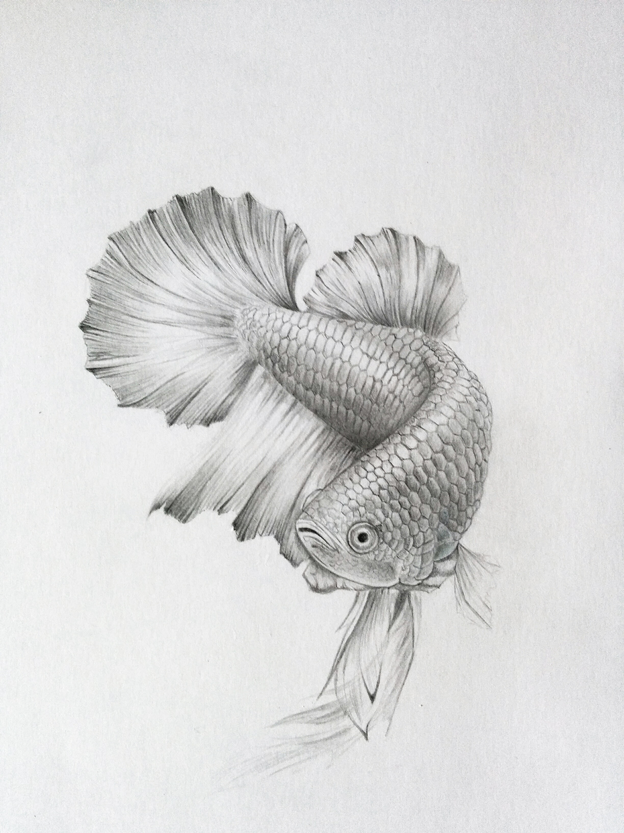 Pencil drawing Fish by APDrawings on DeviantArt