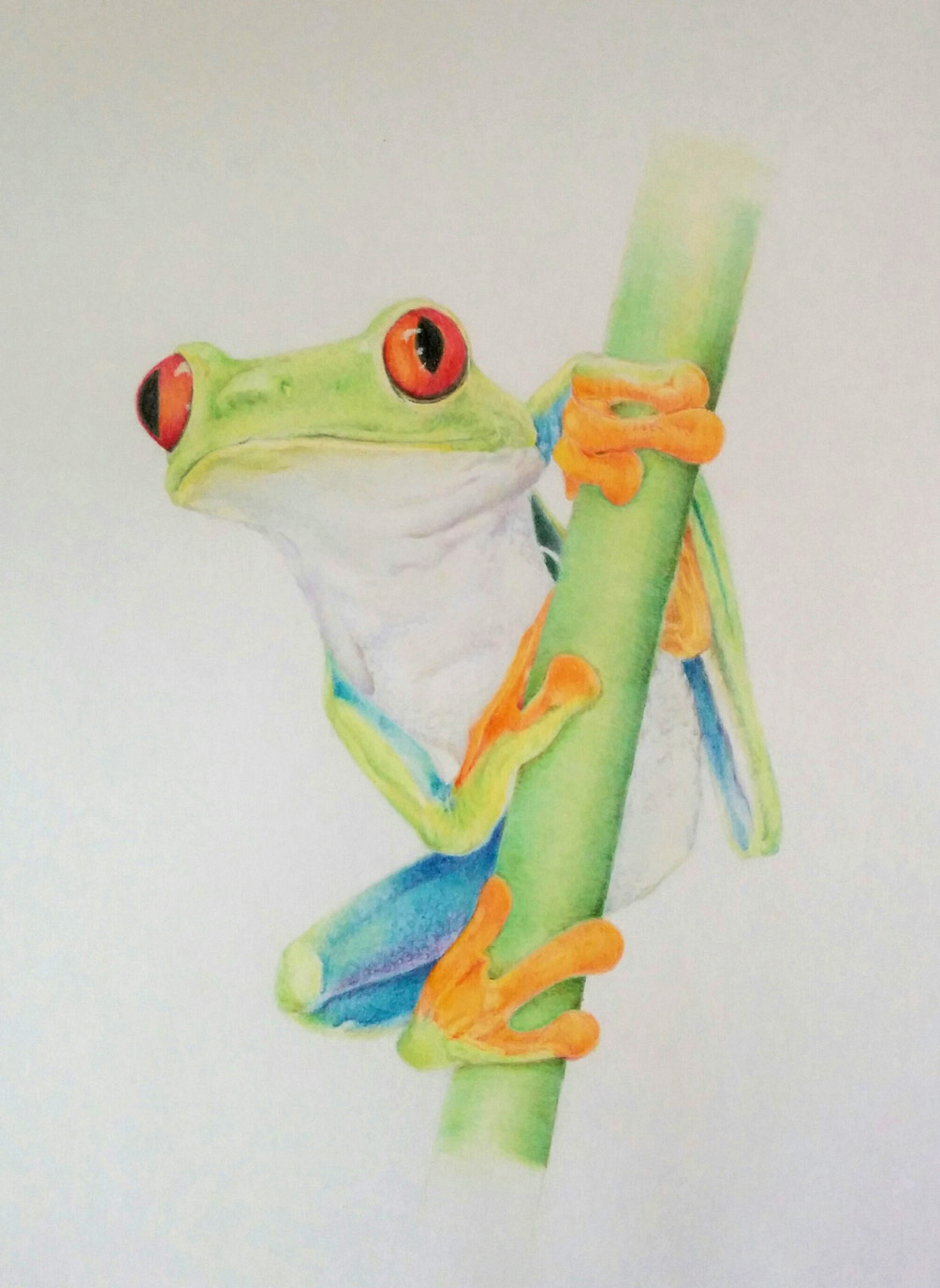 Tree Frog Drawin Green Tree Frog Drawing
