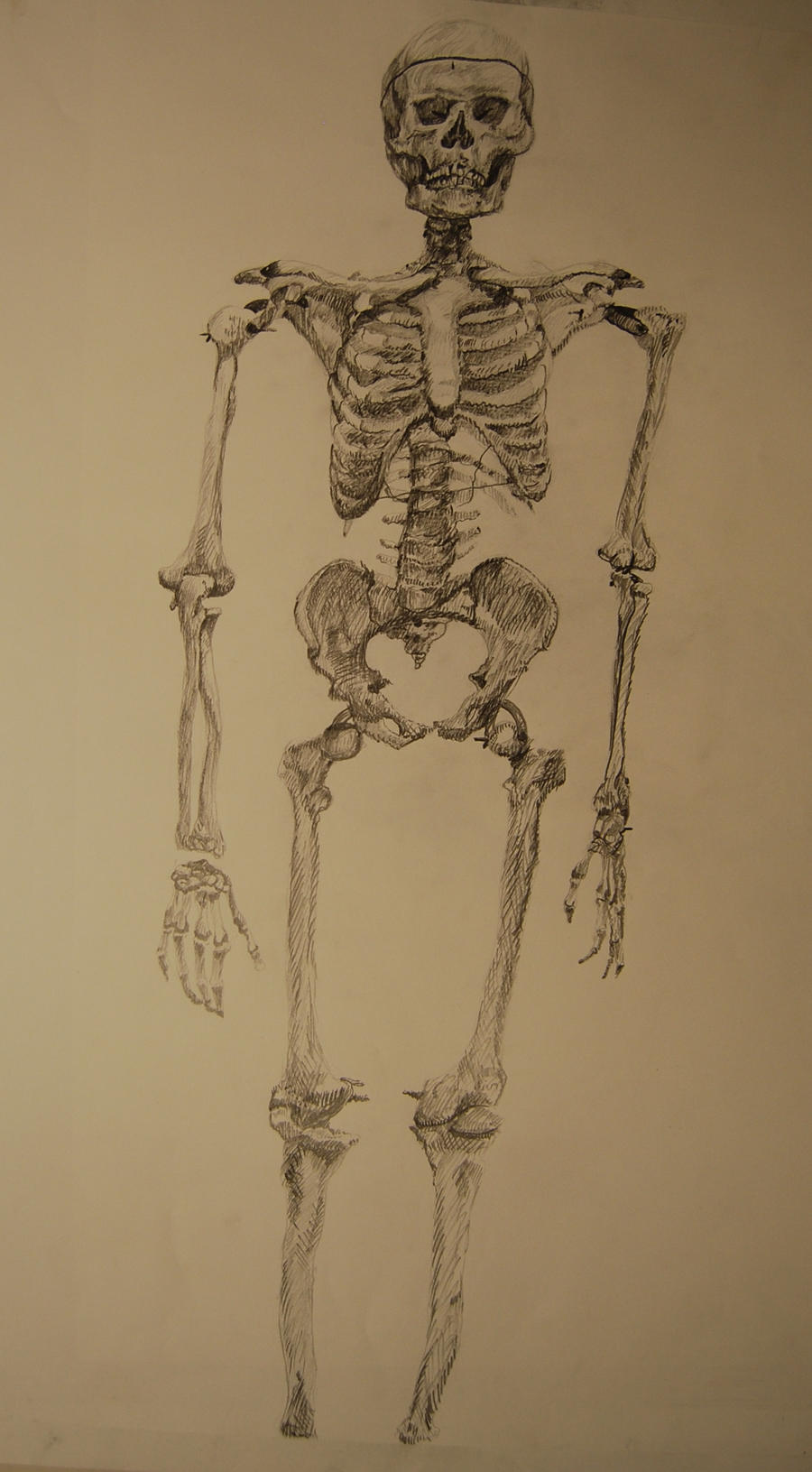 Skeleton by Bewilderbeast on DeviantArt