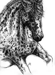 Spotted horse