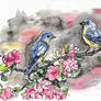Birds