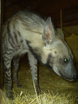 Striped Hyena