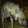 Striped Hyena