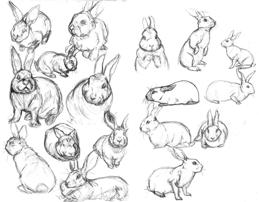 Sketced Rabbit Rabbit sketches by LadyFiszi on DeviantArt