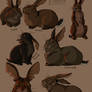 Rabbits of Efrafa