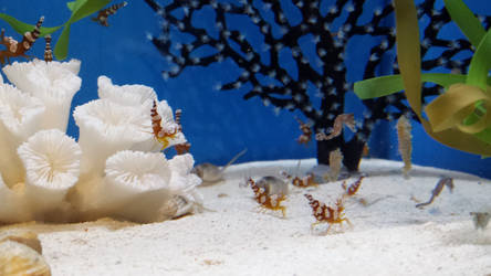 Tiny Seahorses and others