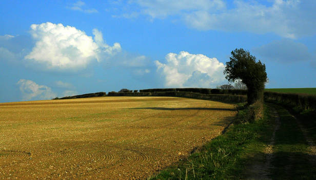 Curly Fields