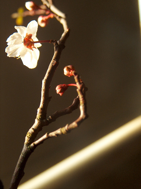 cherry blossom