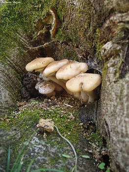 Mushrooms