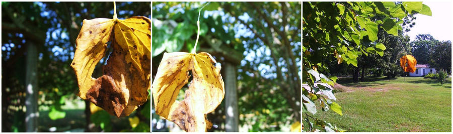 Nearly Fall by sarah-allen on DeviantArt