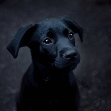 The Black Dog (Depression) by kohaku-am on DeviantArt