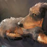 I love the dachshund