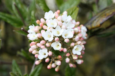 Flower-Blossom 1