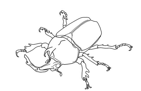 Escarabajo bastión 5