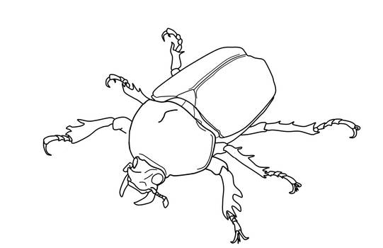 Escarabajo bastión 6