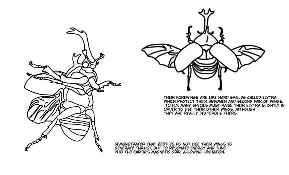 Escarabajo bastión 18