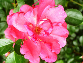 Pink Flower2