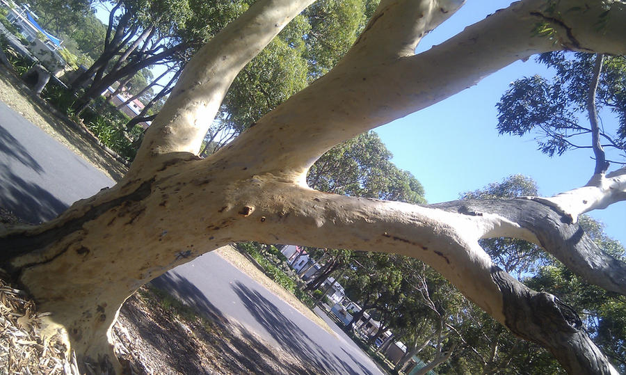 Angled Tree Angled Tree by Rovaniik on DeviantArt