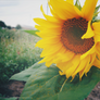 sunflower_