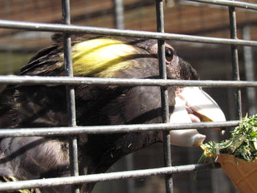 Black Cockatoo