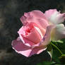 Pink Rose After Rain1